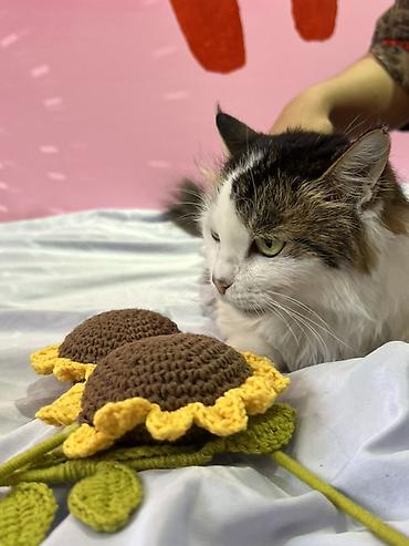 прос: Кошка даром: Манчкин, 4 месяца, Девочка, Приучена к лотку — 7
