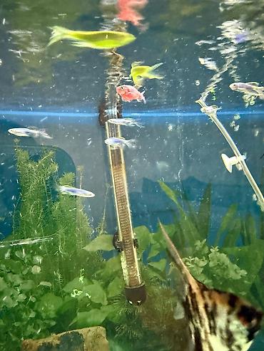 Akvarium dekoru: Malinezi orta olcu 1 manat danyo tul quyruq irili xirdali 1 manat — 12