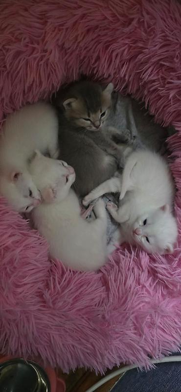 Кошки: Boz-ağ rəng palitrasında iki balaca pişik balası. Yumşaq, uzun tüklü — 9