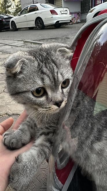 шотланский кот: Скотиш Фолд (Шотландская вислоухая), 5 месяцев, Мальчик, Приучена к лотку — 1