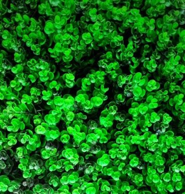 Süni güllər: Süni yaşıl divar paneli müxtəlif yaşıl yarpaqların və qırmızı — 36