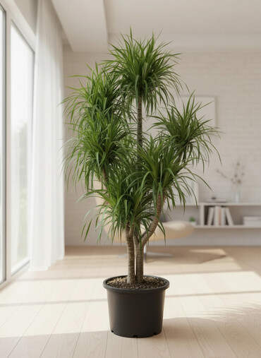 Другие комнатные растения: Пальмы,ДраценыКофейные деревья, и тд. Растения для интерьера — 1