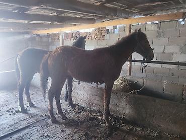 Лошади, кони: Продаю | Жеребенок — 2