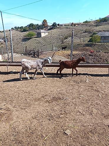 heyvan yemlərinin satışı: Hələb çəpişləri satlır razlaşma yolu ilə — 6