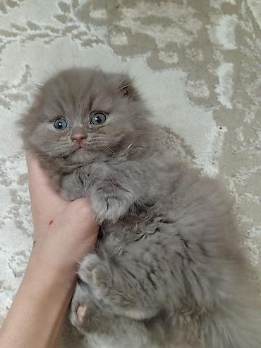 Pişiklər: Britan — 5