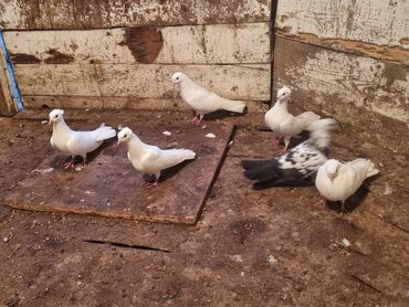 yerli cins inekler: Quşdar satilir yaxsi ucan qusdarda var icinde işnen əlaqedar satiram