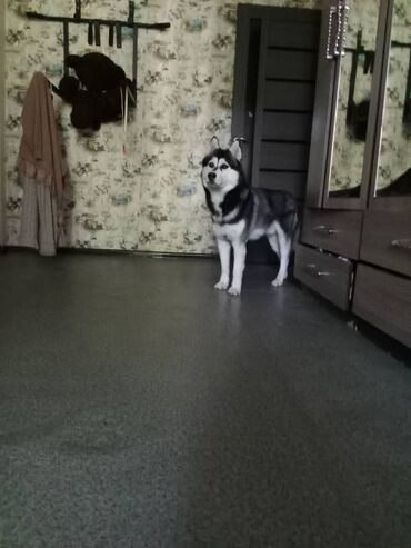 бульдог английский: Ит бекер берилет: Хаски, 3 жаш, Эркек, Эмделген