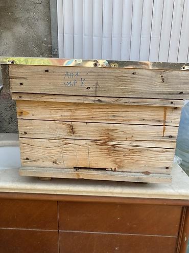 arı yuvası: 🐝 TƏMİZ BOZ QAFQAZ ARILARI SATILIR 🍯 Arıçılıqla məşğul olanlar üçün — 2