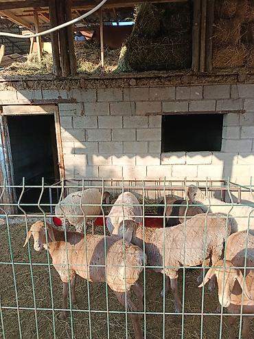Продам с/х животных: Продаю | Ягненок | Для разведения | Ярка — 3