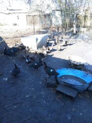 куплю свиней живым весом срочно: Продаю | Куры | Хай-Лайн Соня Грей | Несушки