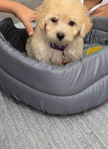 Heyvanlar üçün digər mallar: Maltipoo balası – krem rəngli, qıvırcıq tüklü, kiçik ölçülü ev iti — 4