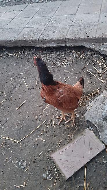 Toyuqlar: Toyuq, Yumurtalıq, Ödənişli çatdırılma — 1