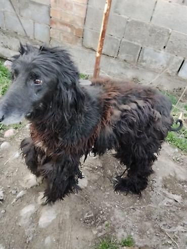 Отдам даром собаку: Тайган крупной породы, длинношёрстная. Окрас преимущественно чёрный с — 8