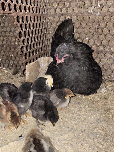 живой корм: Карликовая квочка и 9 цыплят