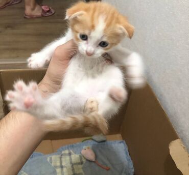 шотландские вислоухие котята в бишкеке: Скотиш Фолд (Шотландская вислоухая), 2 месяца, Девочка, Метис, Приучена к лотку