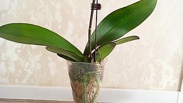 Орхидеи: Орхидея фаленопсис Особенности: - Крупные цветки классической формы — 9