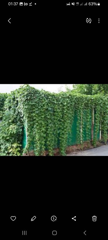 Садовые цветы и кустарники: Семена цветка: Самовывоз, Платная доставка — 23