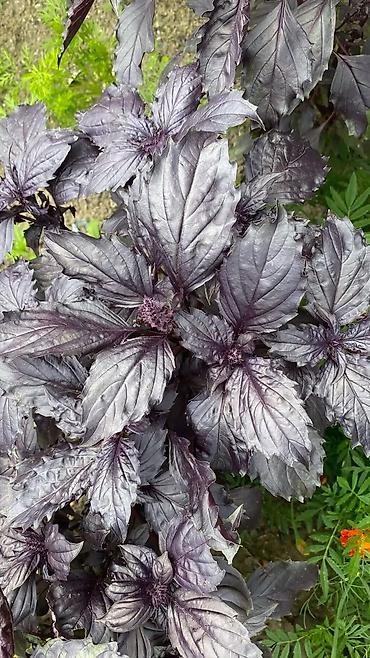 kol bitkiləri: Məhsul: Bənövşəyi reyhan (purple basil) – toxum/şaquli zoğlar Təsvir — 1
