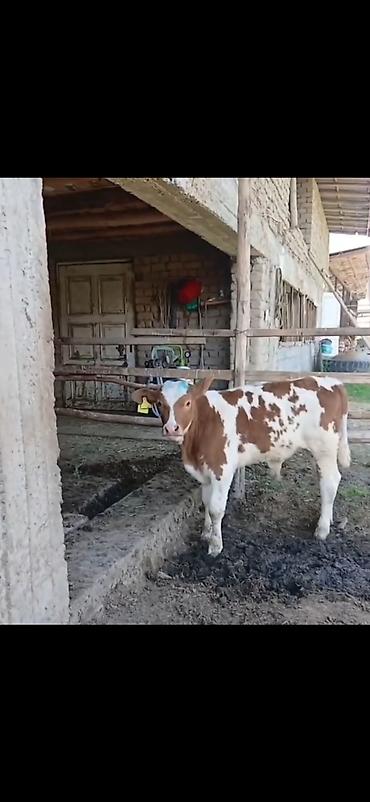 Dana, buzov: Satılır: 3 baş cins buzov - Növ: ətlik-südlük istiqamətli simmental -da lalafo.az — 3 Dana, buzov: Satılır: 3 baş cins buzov - Növ: ətlik-südlük istiqamətli simmental — 3