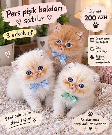pişik sahiblendirmek etibarlı əllərə: Fars, Erkək, Ünvandan götürmə, Ödənişli çatdırılma — 1