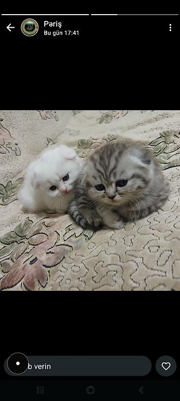 Pişiklər: Şinşilla, Dişi -da lalafo.az — 1 Pişiklər: Şinşilla, Dişi — 1