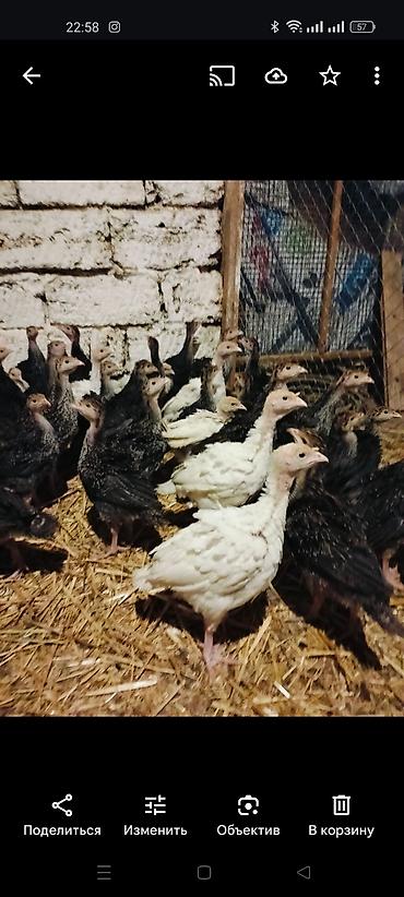 hind qusu daqestan sortu: 1 ay yarimliq biq 6 cinsi hinduska balalari cəmi 36 eded var unvan — 1