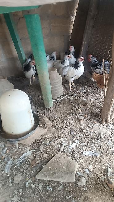 Kənd təsərrüfatı quşları: Ağ və qara lələklərlə örtülmüş, ev şəraitində yetişdirilmiş toyuq — 2