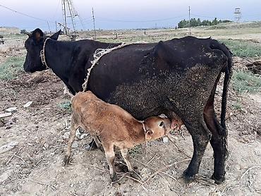 qara avstraloq: Dişi, il: 5, 3500 kq, Südlük, Ödənişli çatdırılma — 1
