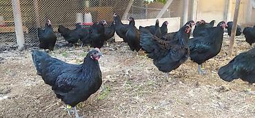 it satisi 2020: Australorp Alman cinsi cücə 4.50 və yumurta 2.50 — 6