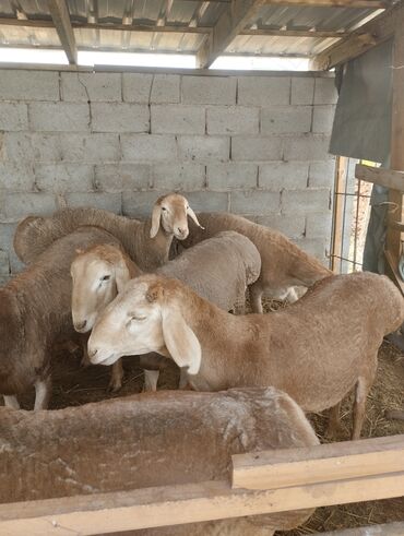 Бараны, овцы: Козу кочкорлор сатылат 30 миңден