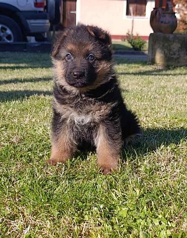 Pets & Animals: Na prodaju 2 ženska šteneta Nemačkog ovčara, lepog eksterijera sa — 1