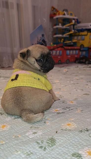 Продажа собак: Мопс, 1 месяц, Самец, С прививкой — 1
