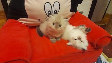 Pişiklər: Fars — 10