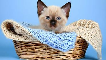 Pişiklər: Siam — 3