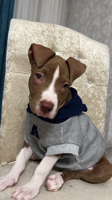 it coban: Pitbul, 3 ay, Erkek, Peyvəndli, Pulsuz çatdırılma, Ödənişli çatdırılma