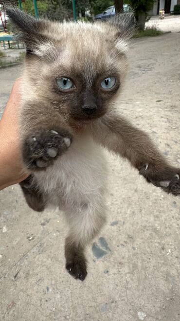 манчкин кот: Малютка девочка, очень маленькая, очень красивая ищет своего