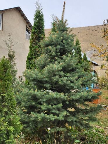 Декоративные деревья: Продаются хвойные и лиственные деревья🌲🌳 - Голубая ель от 0,8-5м - at lalafo.kg — 18 Декоративные деревья: Продаются хвойные и лиственные деревья🌲🌳 - Голубая ель от 0,8-5м - — 18