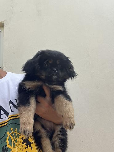 i̇sm: Pekines, 3 ay, Dişi, Peyvəndli, Pulsuz çatdırılma — 5