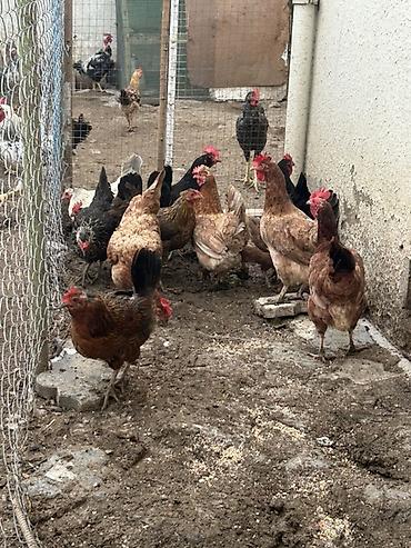 brama toyuqları: 13 denedi real alcya endrim olcaq barter yoxdu — 1