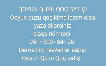 Quzu: Quzu, Dişi, Romanov, Qala, ay: 1, Damazlıq, Südlük, Ətlik