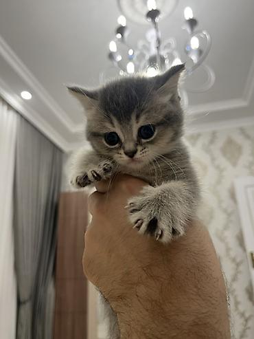 Pişiklər: Şotland, Erkək — 12