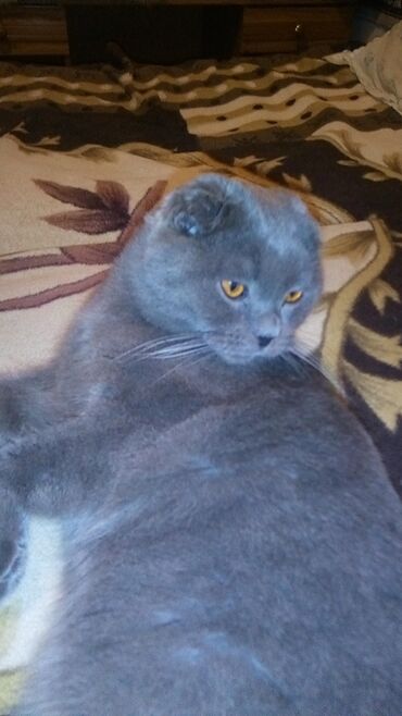 русская голубая кошка цена: Мальчик не кастрированный.С родословной.4 года.Очень