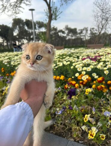 Pişiklər: Qızıl şinşilla, Erkək, Cütləşmə üçün, Pulsuz çatdırılma, Ödənişli çatdırılma, Rayonlara çatdırılma — 10