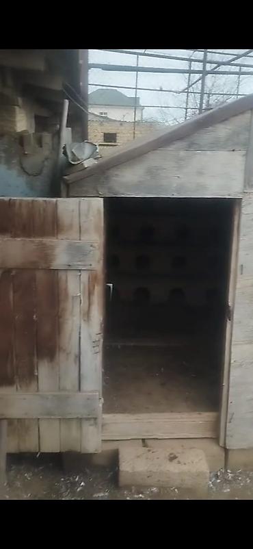 Göyərçinlər: Quş damılar satılır — 5