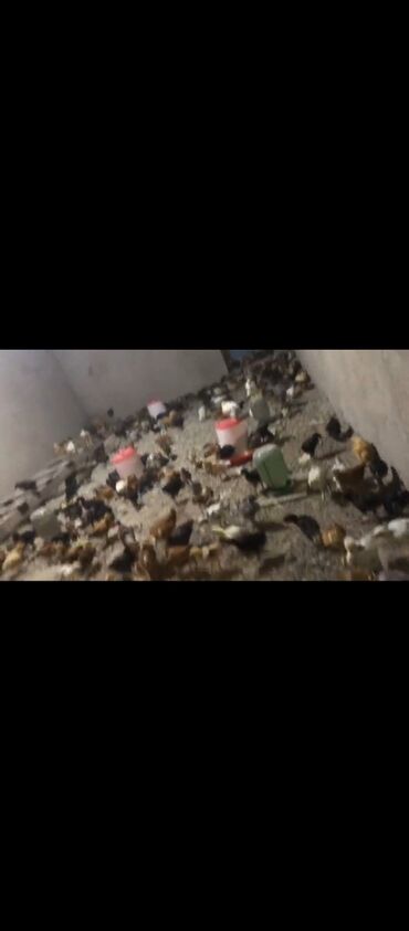 Digər quşlar: Cücələr satılır say 400 qiymət 3 manat çox alan olsa endirim olacaq bu