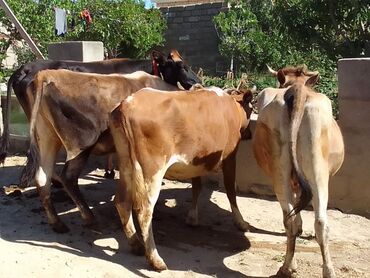 cins ineklerin satisi 2019: Dişi, Holsteyn, Simental, il: 3, 130 kq, Ətlik, Ünvandan götürmə, Pulsuz çatdırılma