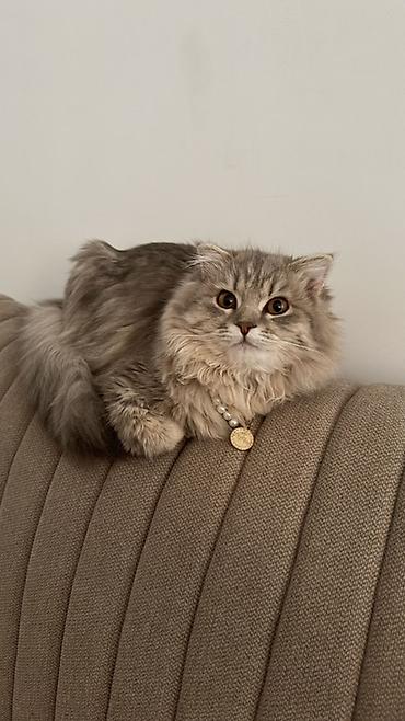 кошка вислоухая серая: Скотиш Фолд (Шотландская вислоухая), 1 год, Девочка, Серый, Приучена к лотку — 1