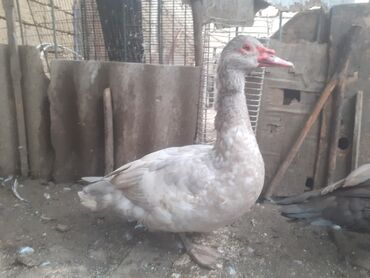 Xoruzlar: Ordekler 42 azn diri ceki 4kg 300gr. xoruz cekisi 2kg.600gr. - Cins — 10