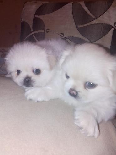 sirin it sekilleri: Pekines, 1 ay, Dişi, Peyvəndli — 7