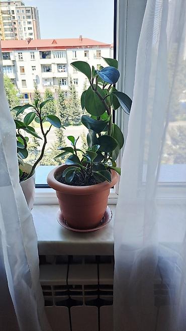 topaq: Peperomiya obtusifolia (qaymaqçiçək) – saksıda otaq bitkisi - Qalın — 1